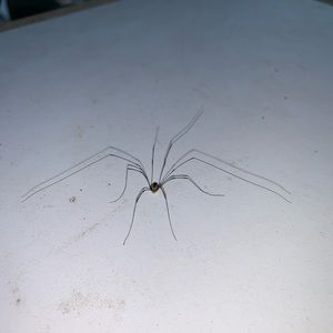 Meet your Posher, Liz